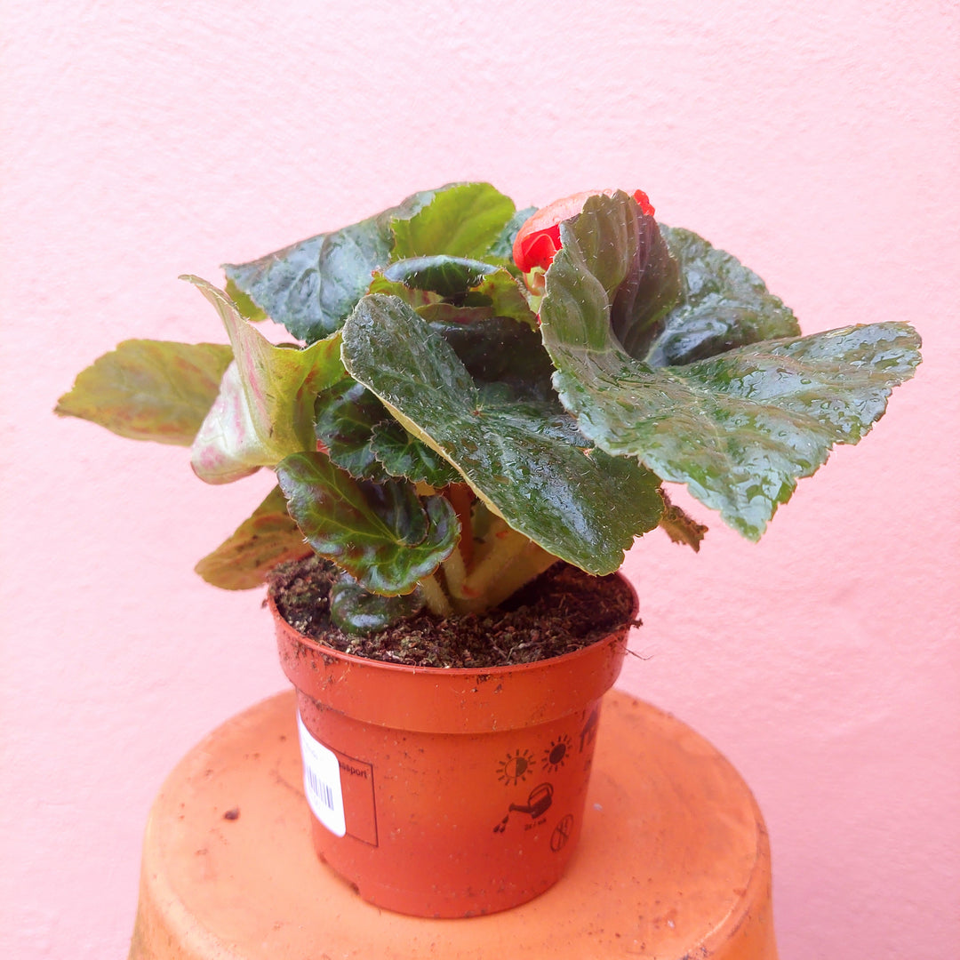 Begonia tuberhybrida – Tuberous Begonia (Outdoor Summer Flowering Plant)