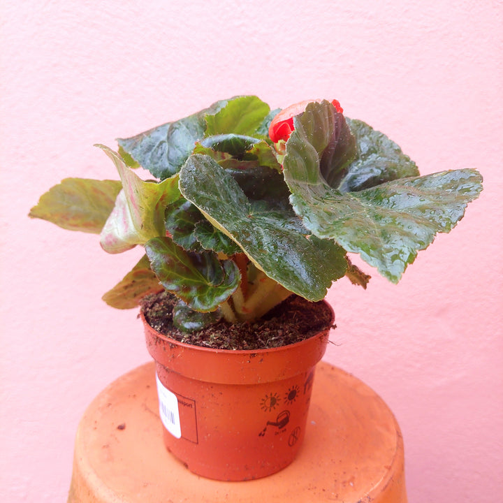 Begonia tuberhybrida – Tuberous Begonia (Outdoor Summer Flowering Plant)