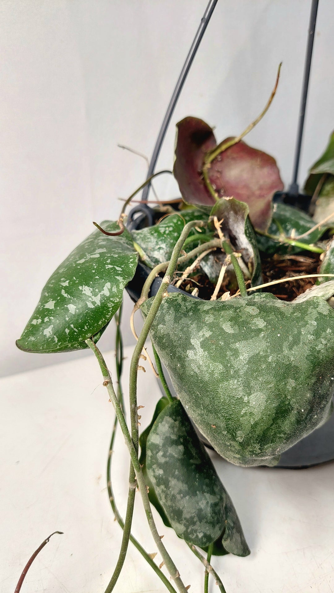 Hoya Imbricata