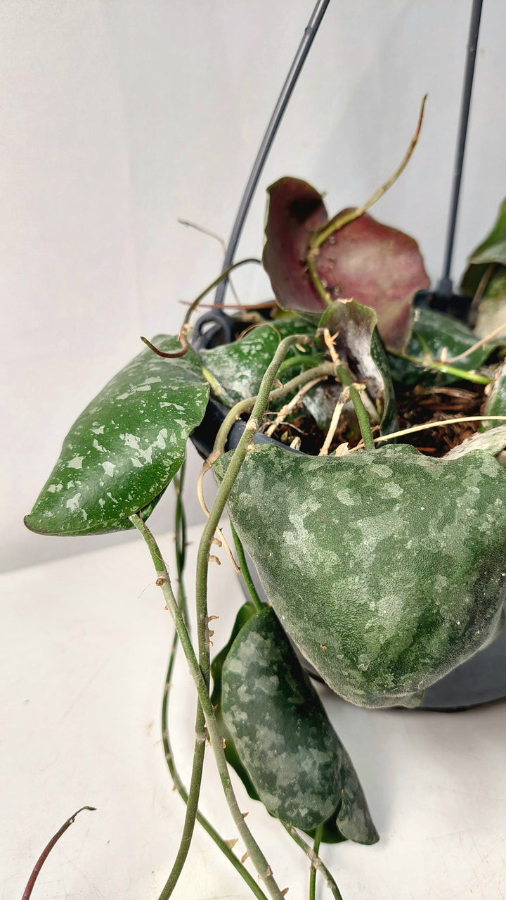 Hoya Imbricata