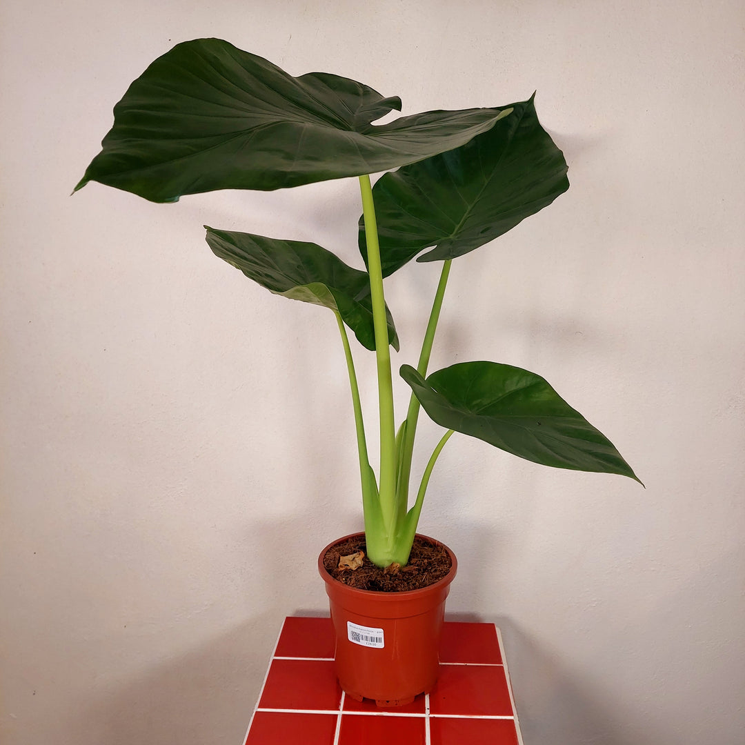 alocasia calidora elephant ear live plant Alocasia macrorrhizos – Giant Taro / Elephant Ear – Plant Studio