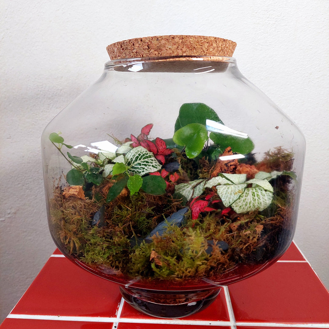 Plant.Studio 'Frederick' Terrarium