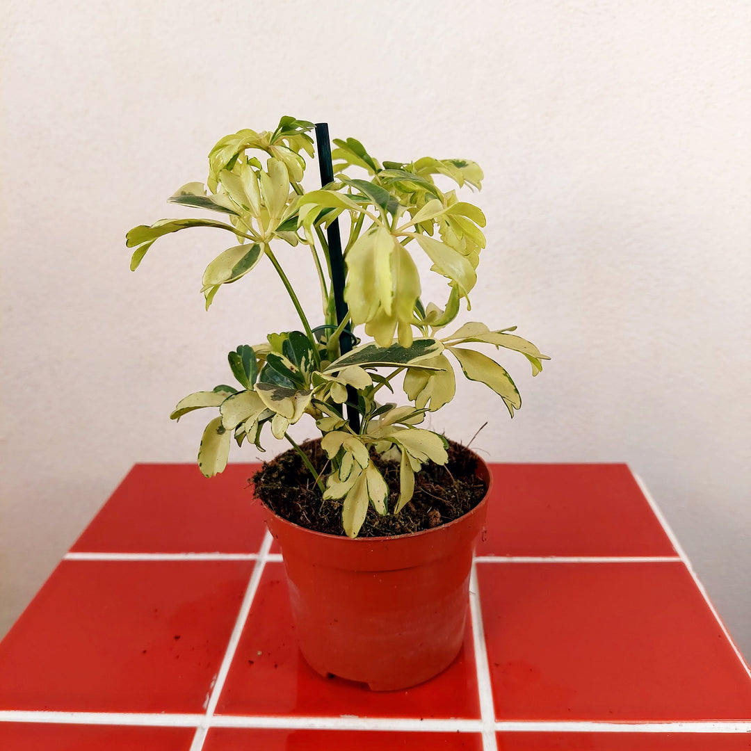 Schefflera mini mix- umbrella tree