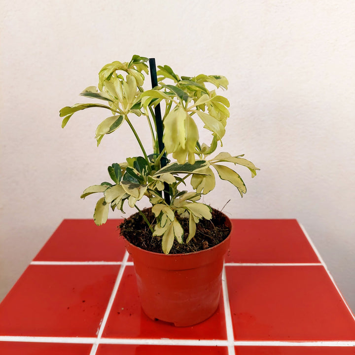 Schefflera mini mix- umbrella tree