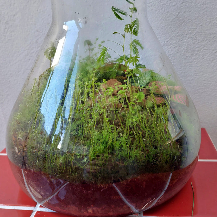 Plant.Studio 'Jeremy' Terrarium