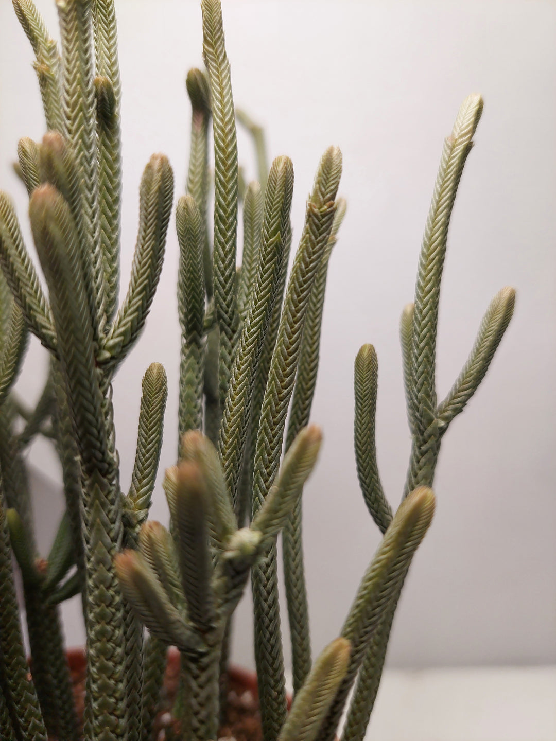 Crassula muscosa 'Harmony in Green' - Watch Chain Plant