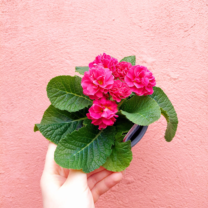 Primrose ‘Pom Pom’