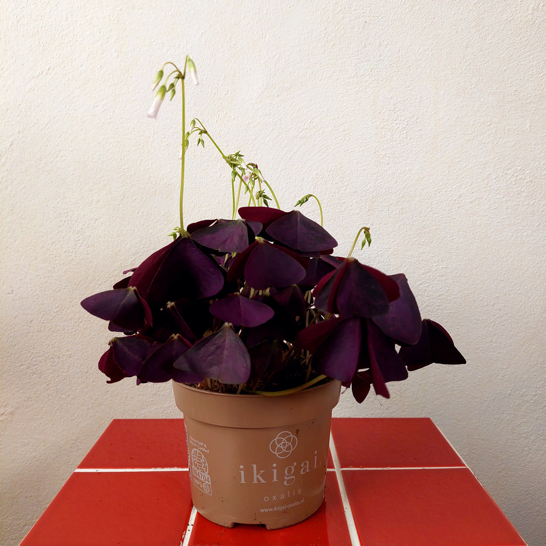purple shamrock plant indoor Oxalis Triangularis – False Shamrock
