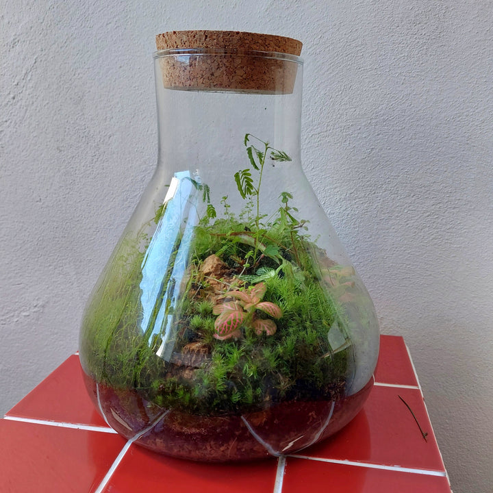 Plant.Studio 'Jeremy' Terrarium