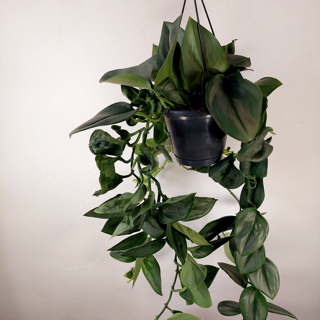 Scindapsus 'treubii' Moonlight