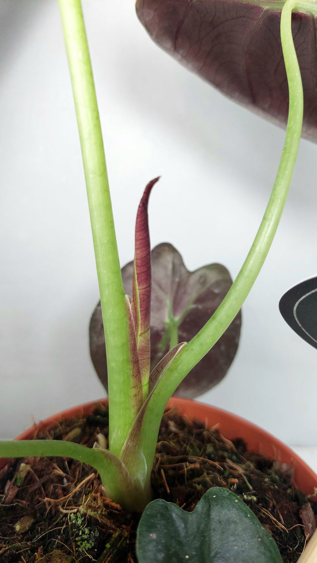 Alocasia golden bone