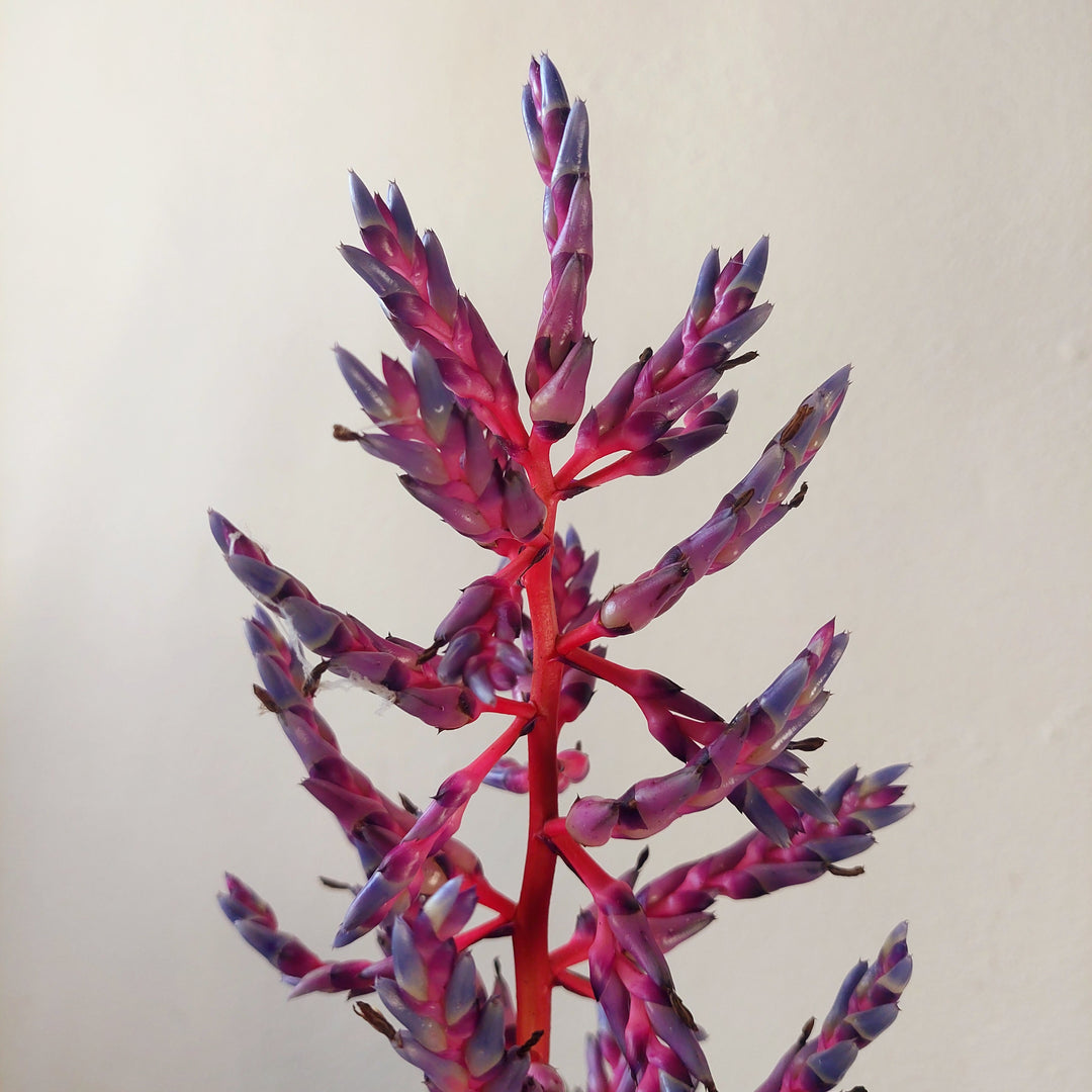 Aechmea Blue Rain