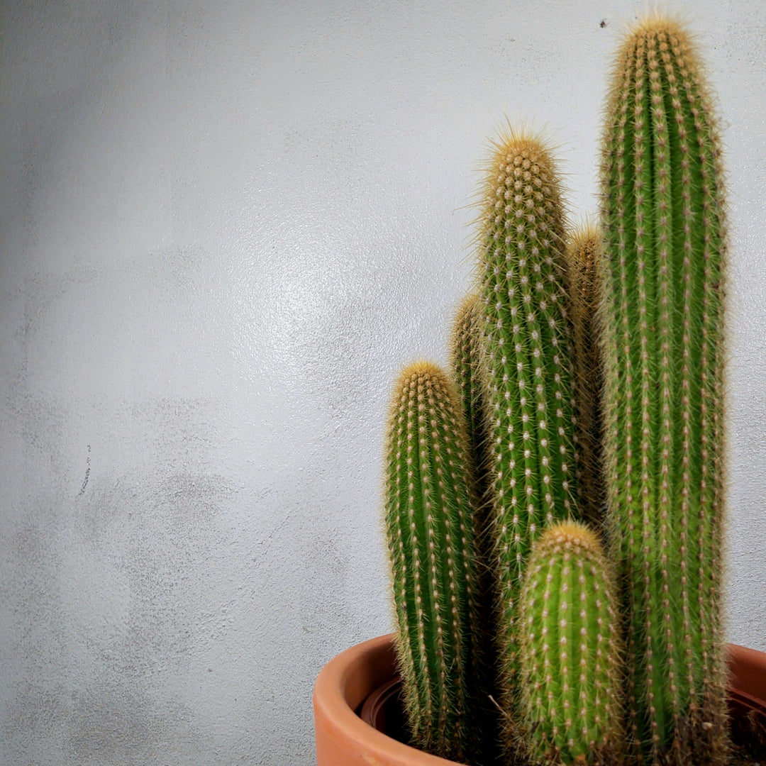 Espostoa (Vatricania) Guentheri in Terracotta