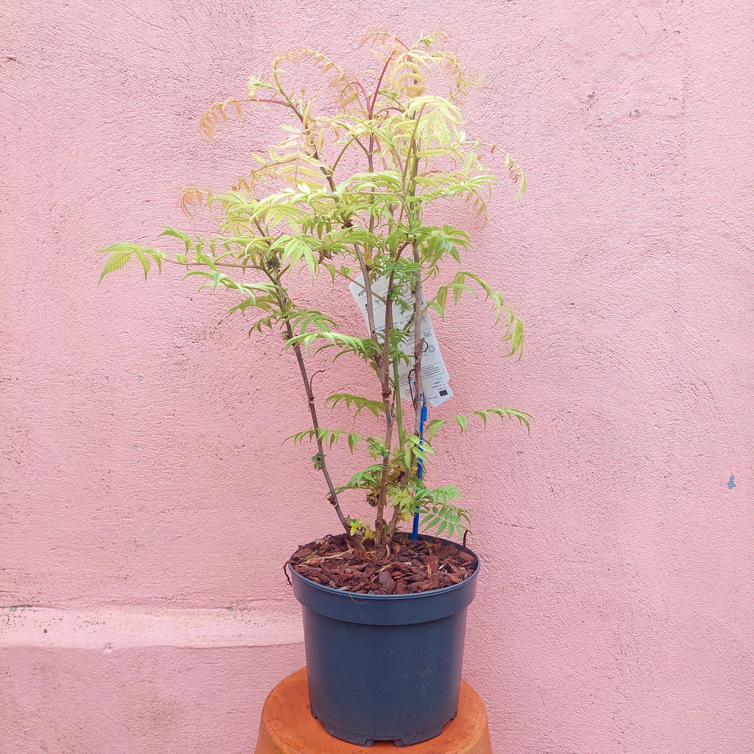 Sorbaria sorbifolia ‘Sem’ - Compact False Spirea