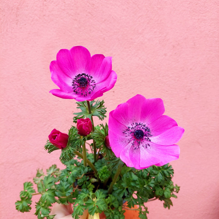Anemone coronaria ‘Harmony Orchid’