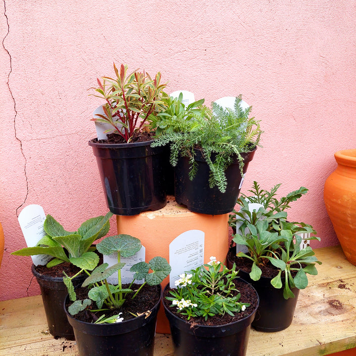 Herbaceous Perennial Lucky Dip