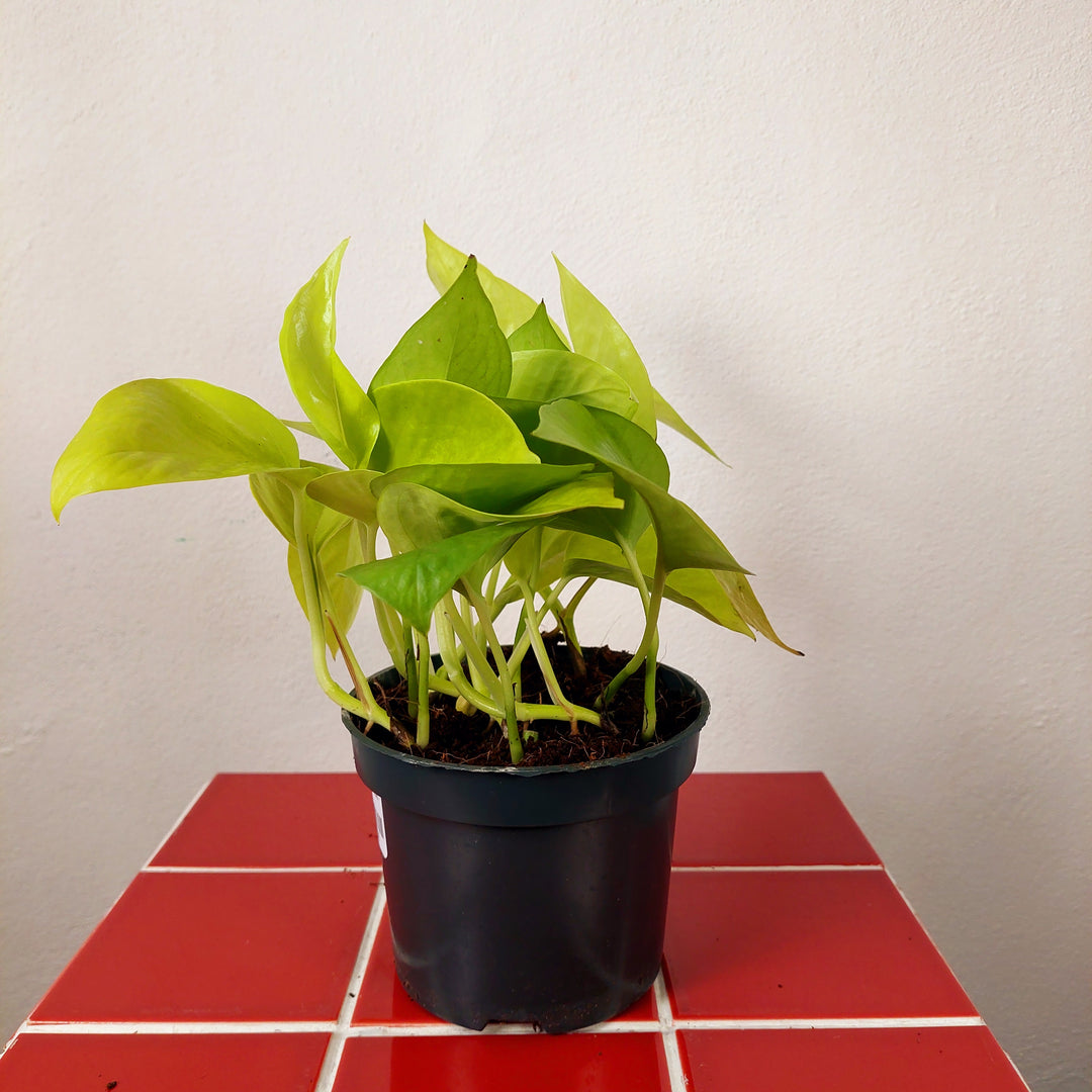Epipremnum aureum Neon - Neon Pothos