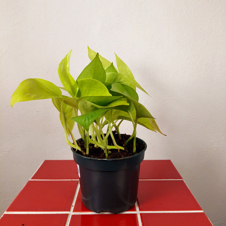 Epipremnum aureum Neon - Neon Pothos