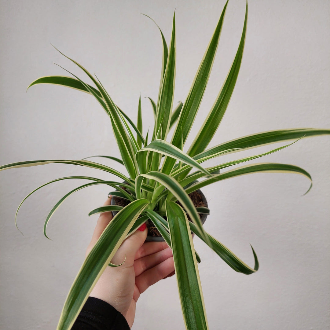 Chlorophytum Comosum 'variegatum' - Spider plant