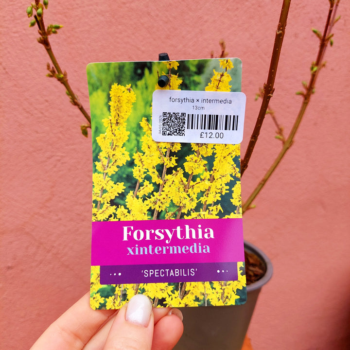 Forsythia × intermedia ‘Spectabilis’