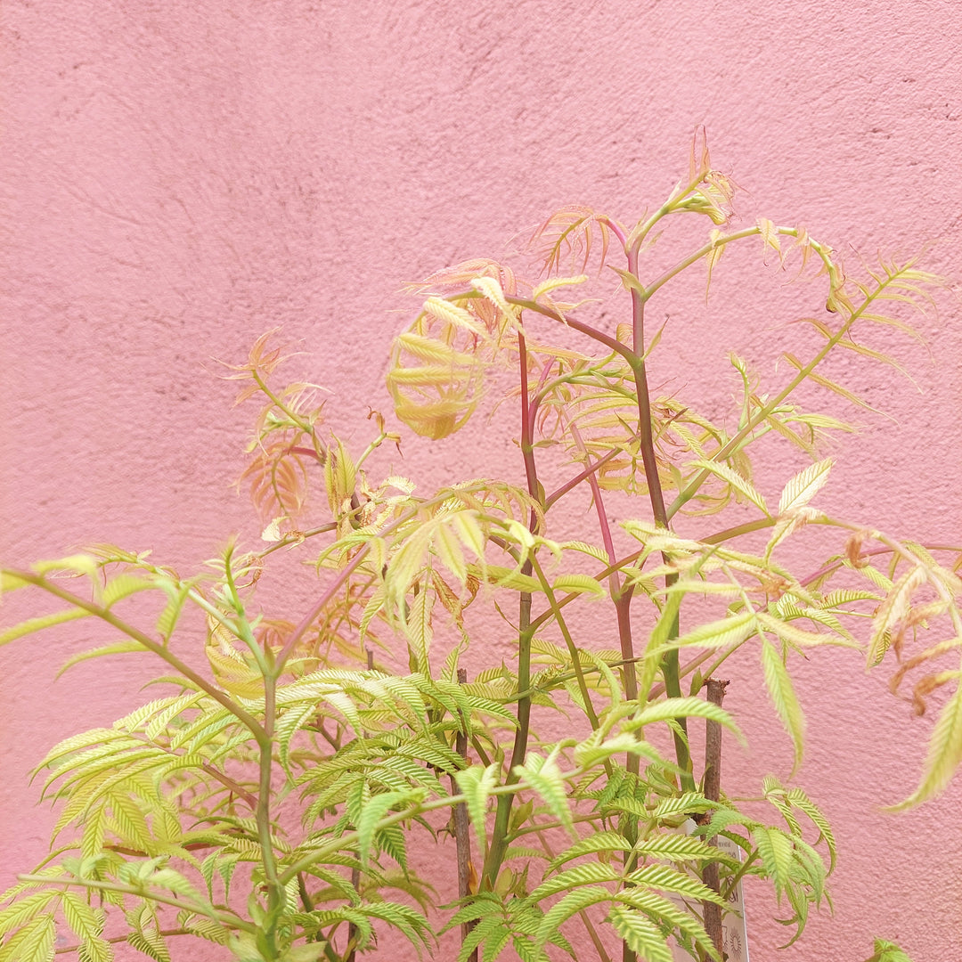 Sorbaria sorbifolia ‘Sem’ - Compact False Spirea