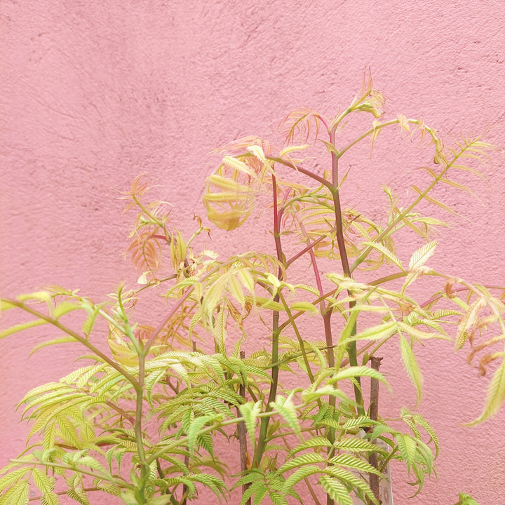 Sorbaria sorbifolia ‘Sem’ - Compact False Spirea