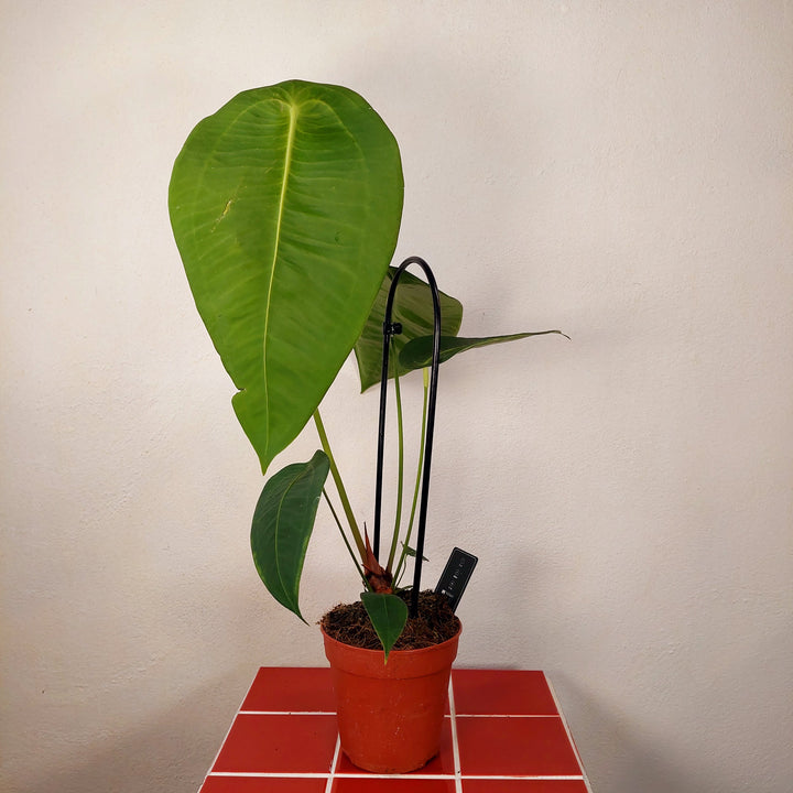 Anthirium Peltigerum - Turtle Shield Anthirium