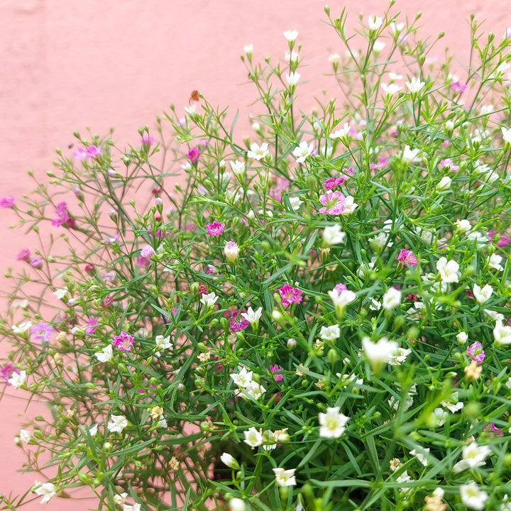 Gypsophila muralis Duo - Baby's Breath