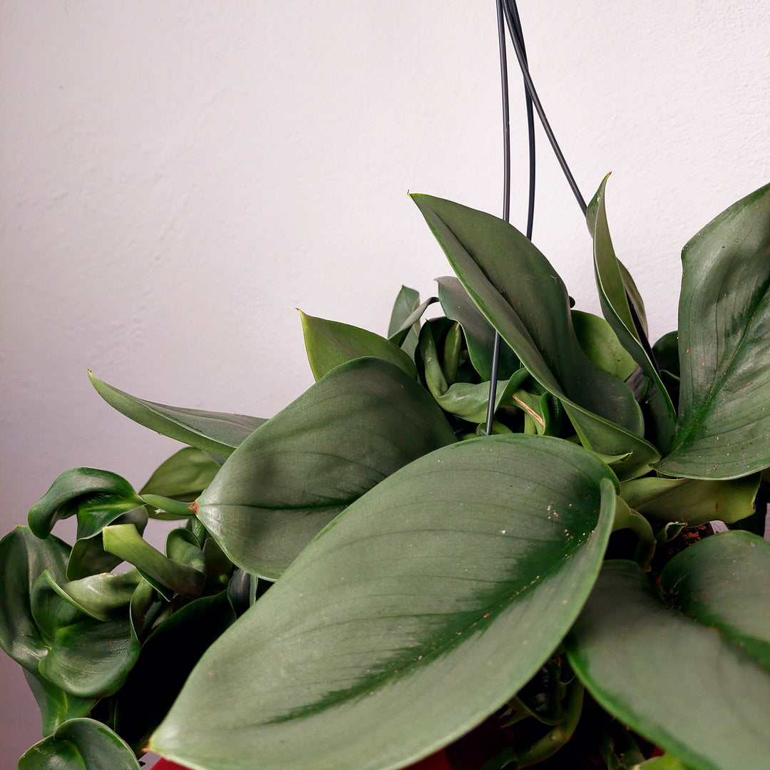 Scindapsus 'treubii' Moonlight