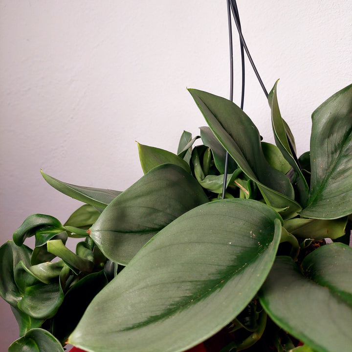 Scindapsus 'treubii' Moonlight