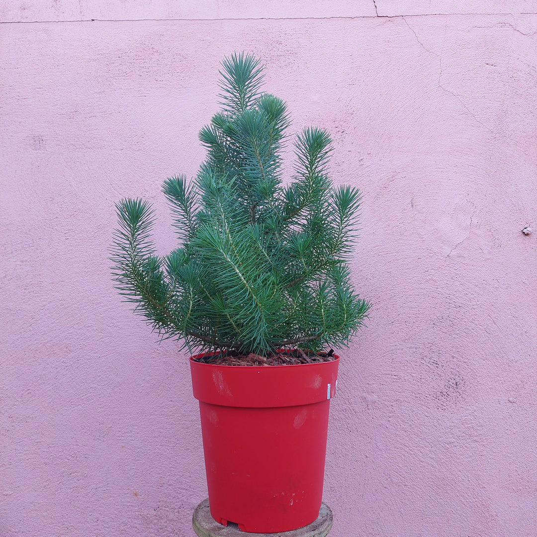 Pinus Silver Crest
