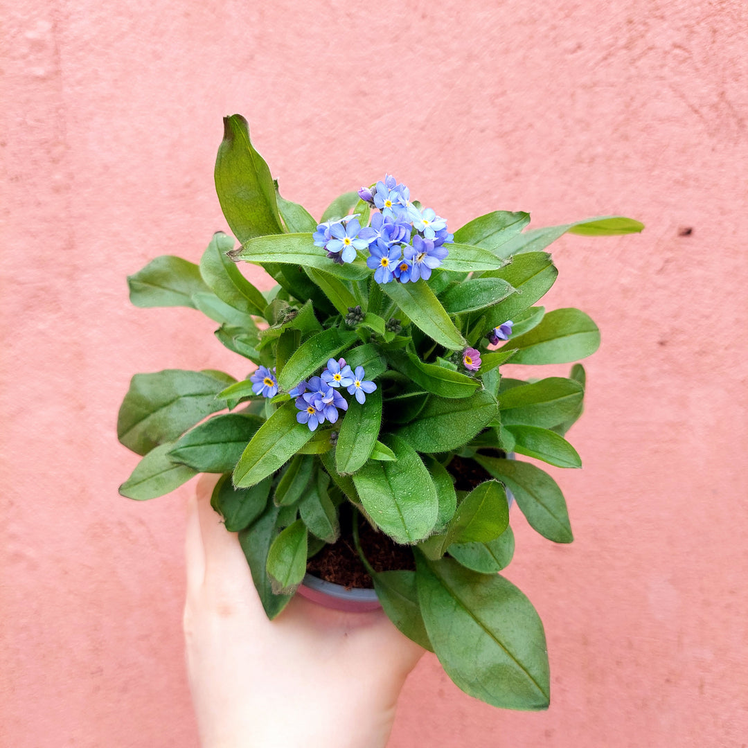 forget me not 'Mon Amie'-Myosotis sylvatica- pink or blue