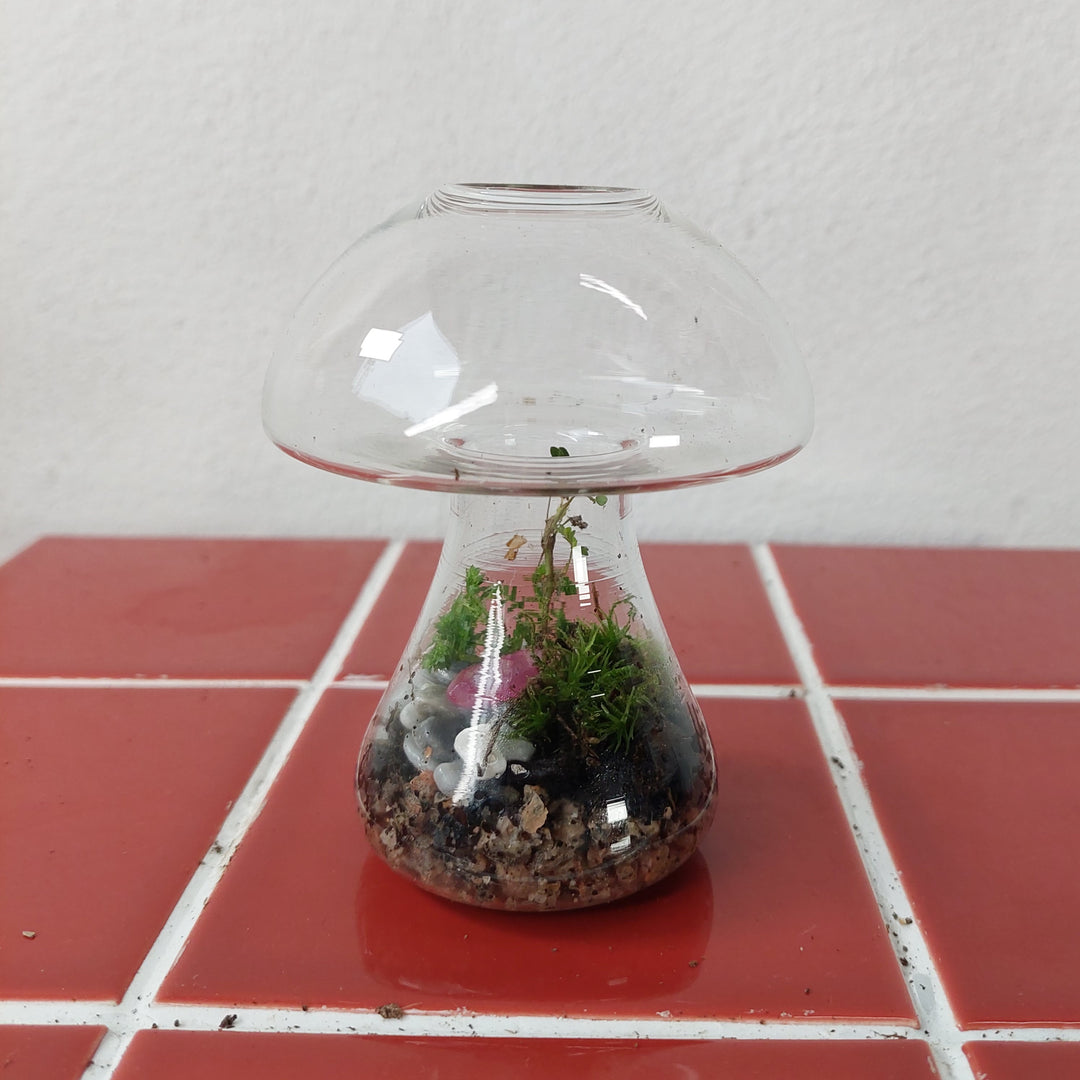 Plant.Studio Glass mushroom Quartz Terrarium