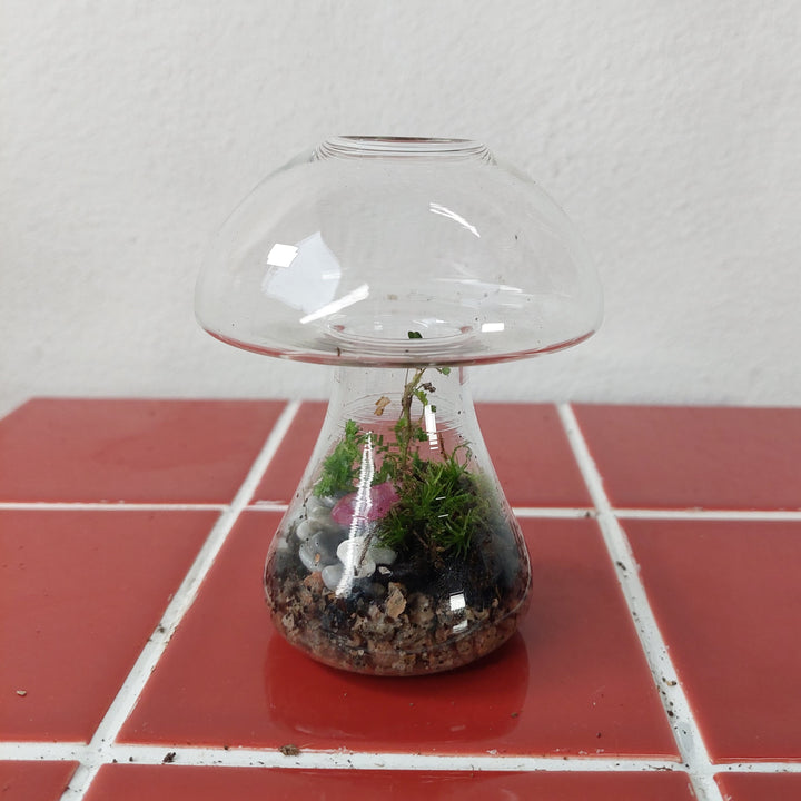 Plant.Studio Glass mushroom Quartz Terrarium