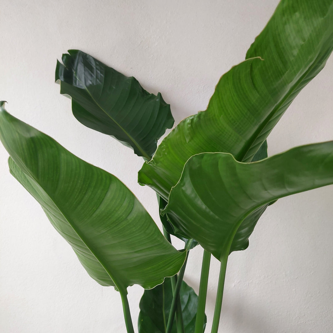 Strelitzia Nicolai - Bird of Paradise