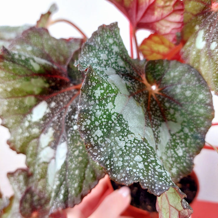 Begonia ‘Speckled’