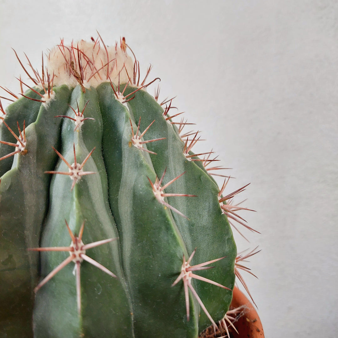 Melocactus maxonii ‘Inermis’ – Spineless Turk’s Cap Cactus In Terracotta