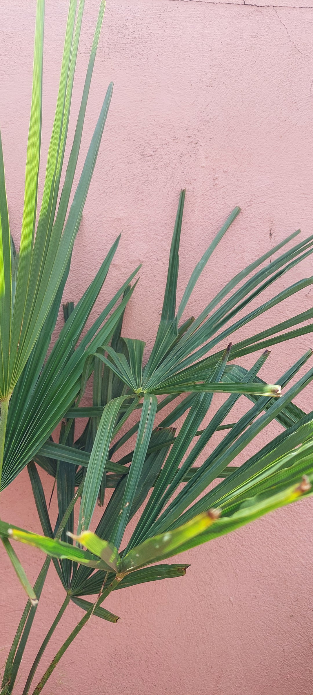 Trachycarpus fortunei - Chusan palm