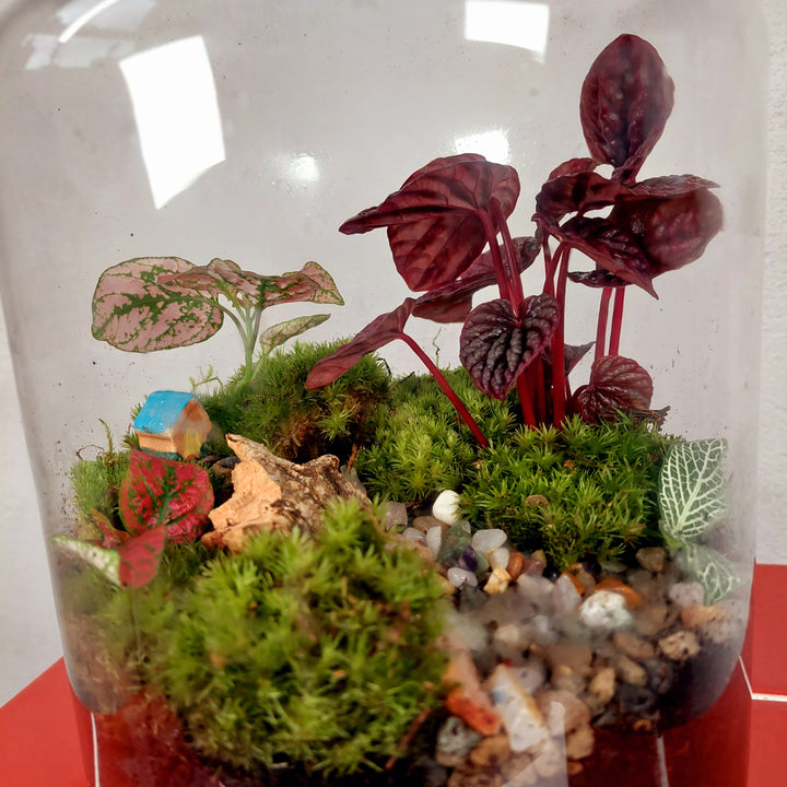 Plant.Studio 'Mulberry' Terrarium