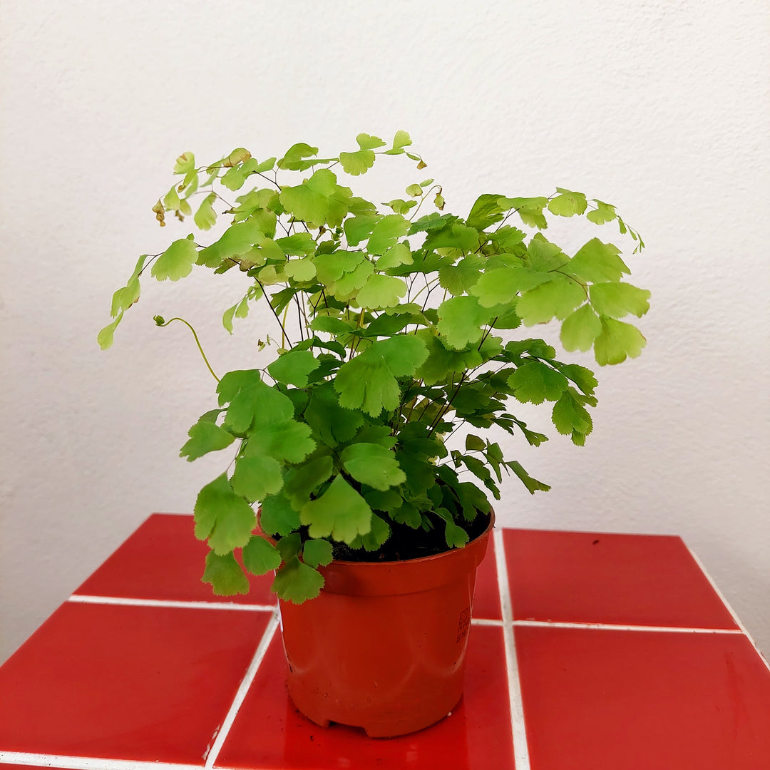Adiantum raddianum ‘Fragrans’ -  Delta Maidenhair Fern