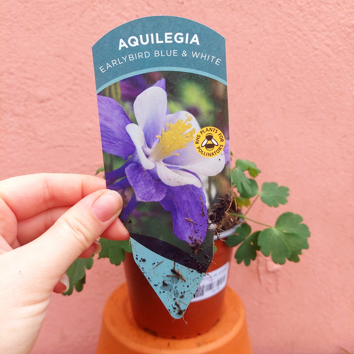 Aquilegia Lucky Dip- UK grown