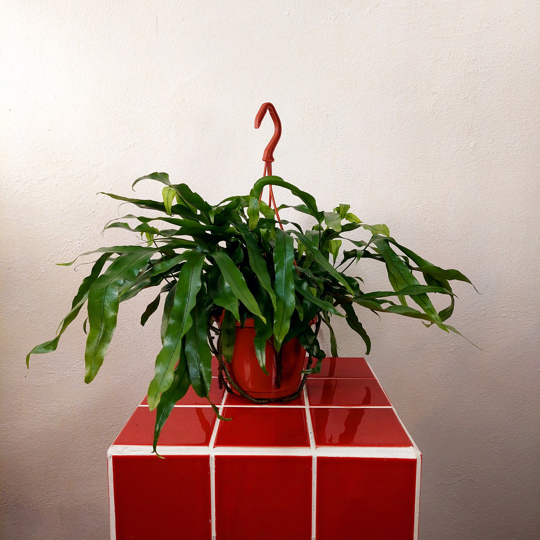 Microsorum diversifolium - Kangaroo Paw Fern