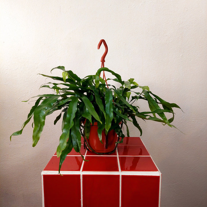 Microsorum diversifolium - Kangaroo Paw Fern