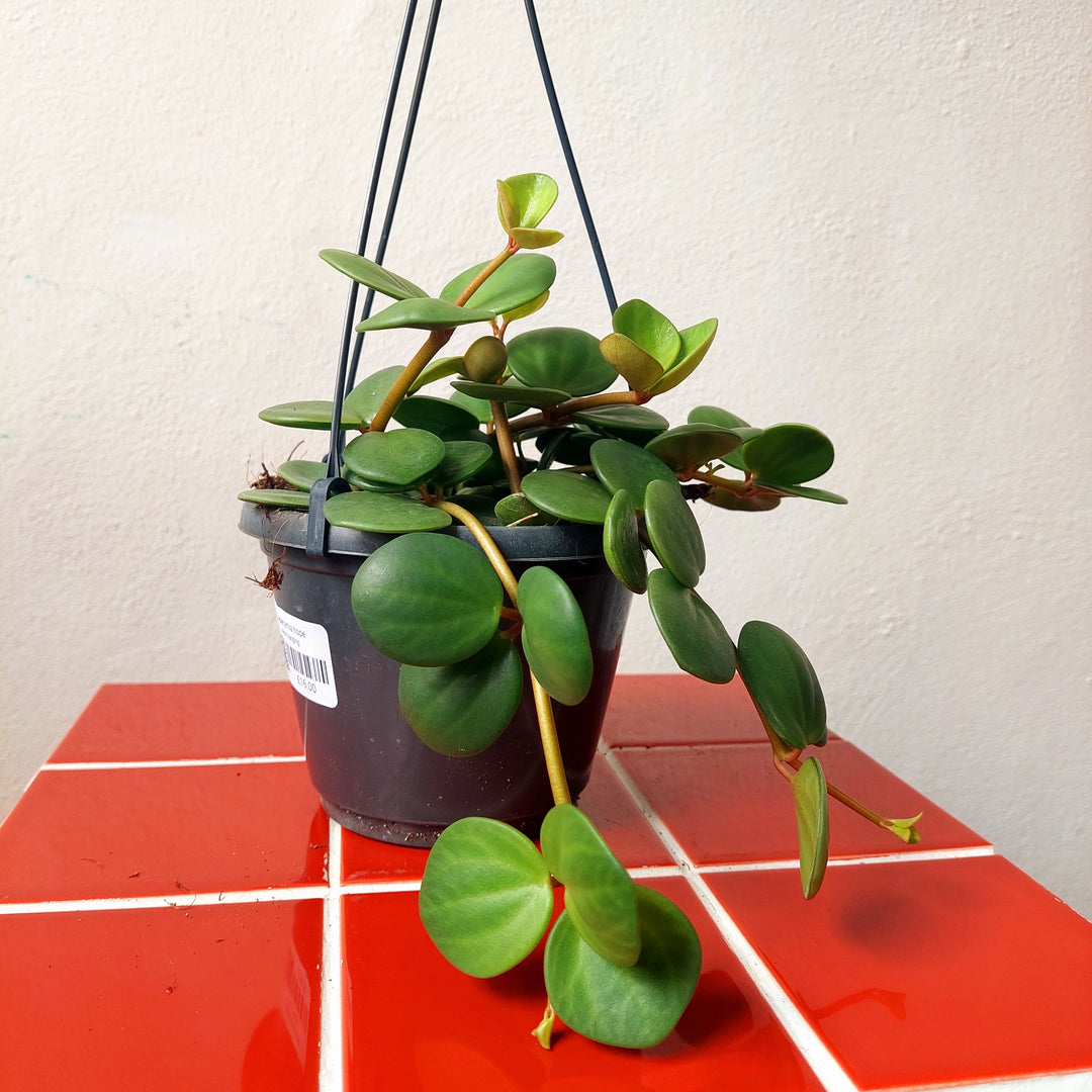Peperomia Hope