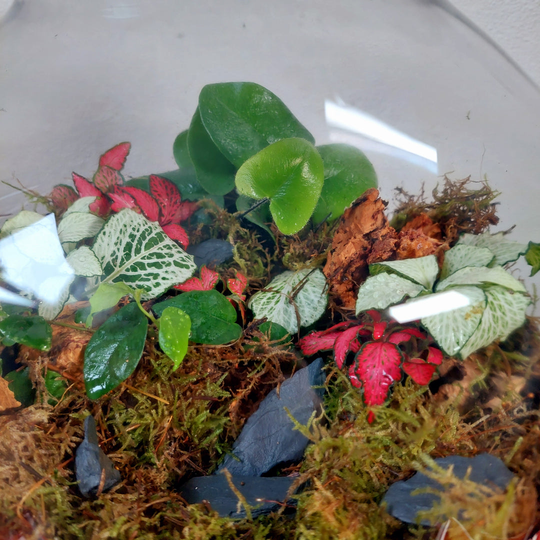 Plant.Studio 'Frederick' Terrarium