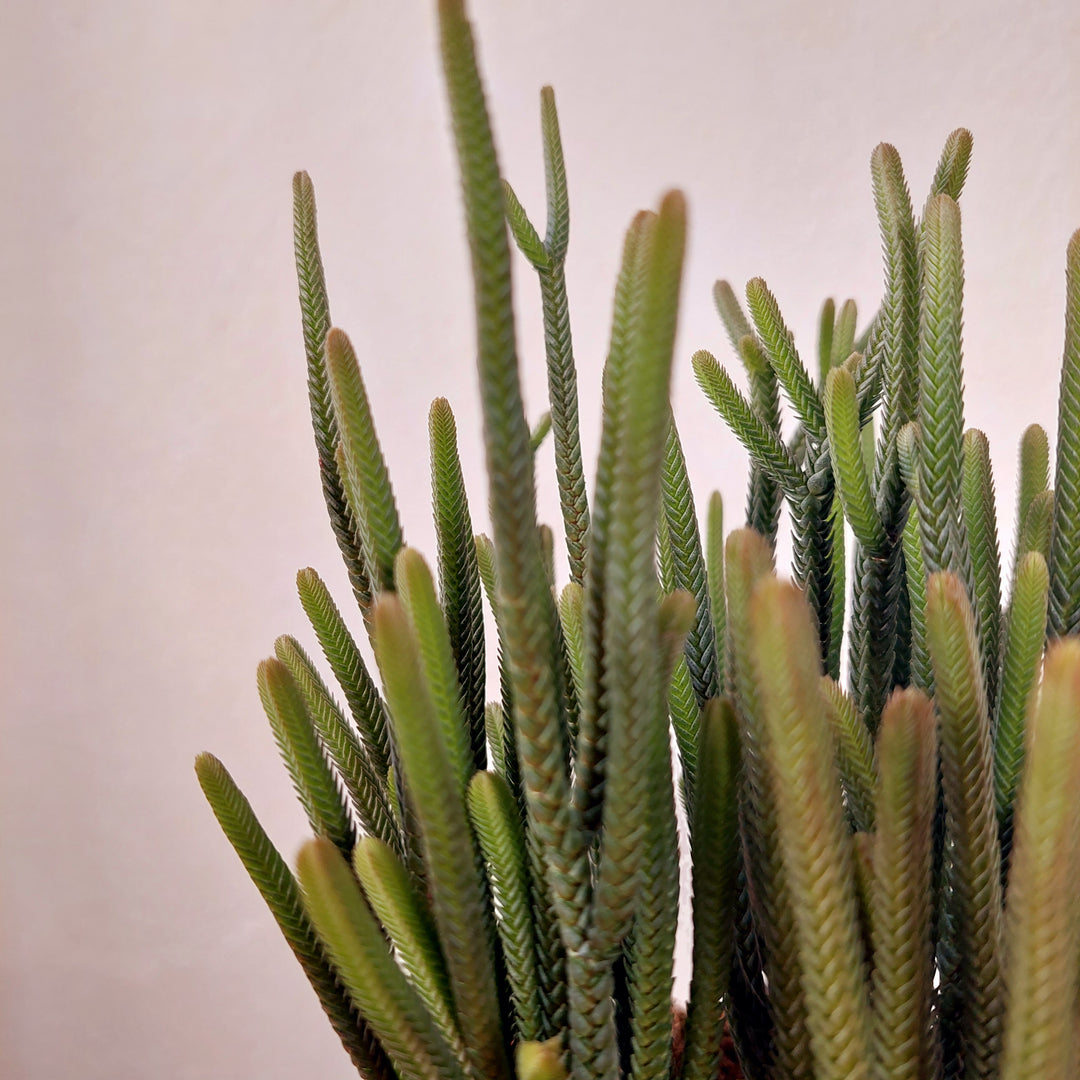Crassula muscosa 'Harmony in Green' - Watch Chain Plant