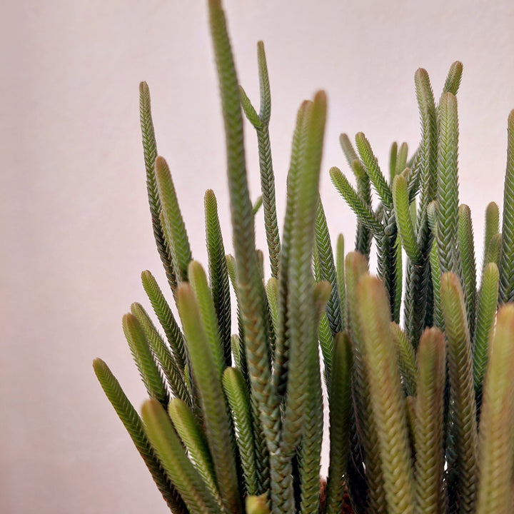 Crassula muscosa 'Harmony in Green' - Watch Chain Plant