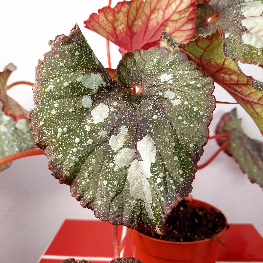 Begonia ‘Speckled’