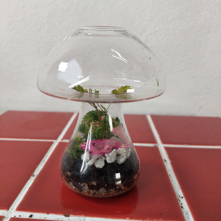Plant.Studio Glass mushroom Quartz Terrarium
