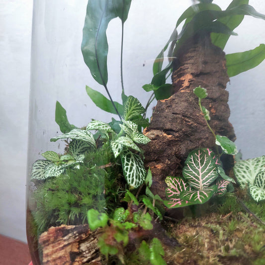 Plant studio Terrarium Wieb
